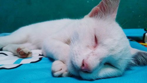 Close-up of cat sleeping