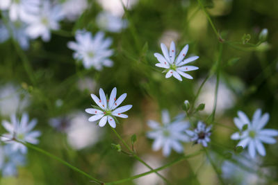 Close-up of white flowering plant