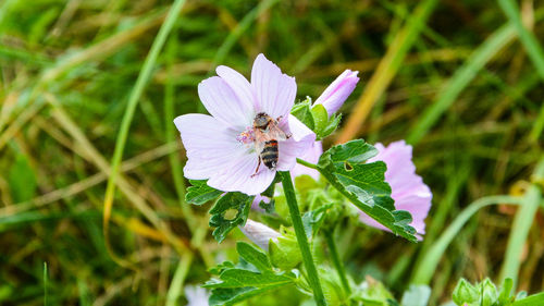 Close-up of butterfly on purple flower