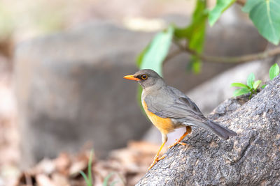 Close-up of bird perching on wood