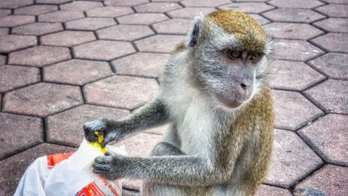 Monkey holding plastic bag