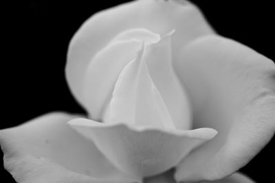 Close-up of white flower against black background
