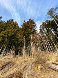 Low angle view of trees on field against sky