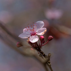 Close-up of pink blossom in spring