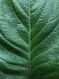Close-up of green leaves