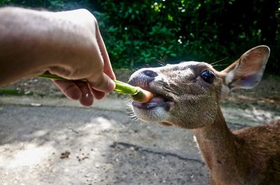 Close-up of hand feeding