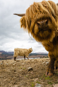 Highland cattle on field against sky