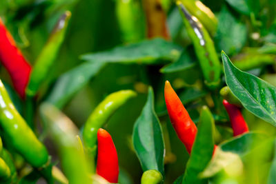 Close-up of red chili peppers on plant