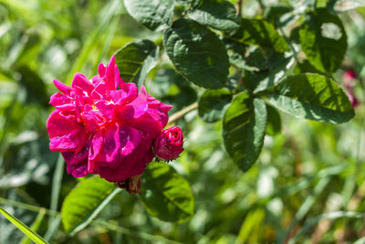 Close-up of pink flowers