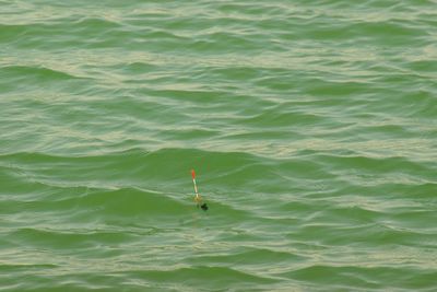 High angle view of turtle in sea