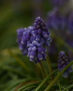 Close-up of purple flowering plant