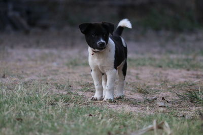 Portrait of dog on field