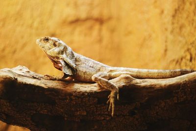 Close-up of lizard on wood