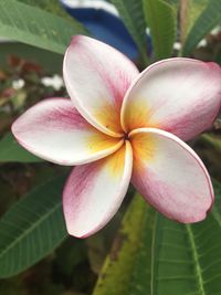 Close-up of pink frangipani blooming outdoors