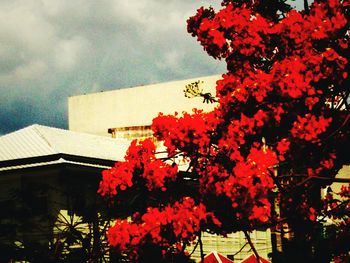 Low angle view of red flowers