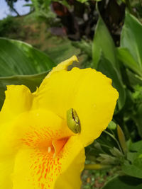 Close-up of insect on yellow flower