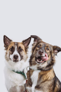 Portrait of dog against white background