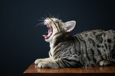 Close-up of a cat yawning