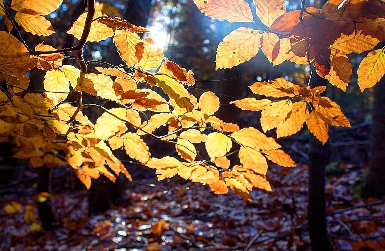 leaf, autumn, nature, change, outdoors, branch, beauty in nature, sunlight, day, no people, maple leaf, tree, close-up, maple