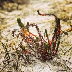 Close-up of insect on plant