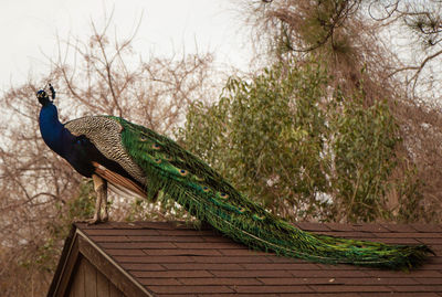 Low angle view of peacock perching on house