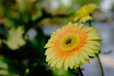 Close-up of yellow flower