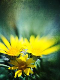 Close-up of yellow flower