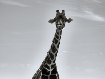 View of giraffe against sky