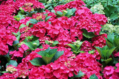 Close-up of pink flowering plants