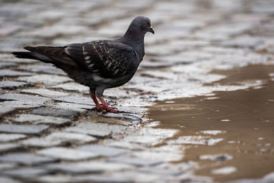 Bird perching on sidewalk