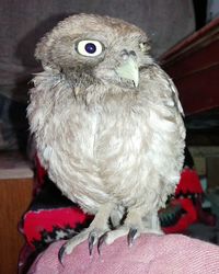 Close-up portrait of owl at home