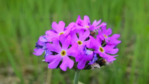 Close-up of purple flowers blooming outdoors