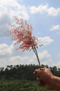 Close-up of hand holding flowering plant against cloudy sky