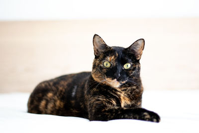 Portrait of black cat relaxing on floor