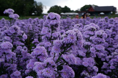 Close-up of purple flowering plants on field