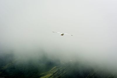 Seagull flying over mountains during foggy weather