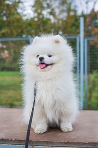 Close-up of dog sitting outdoors