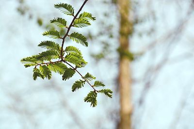 Close-up of plant against white background