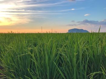 Scenic view of field against sky during sunset