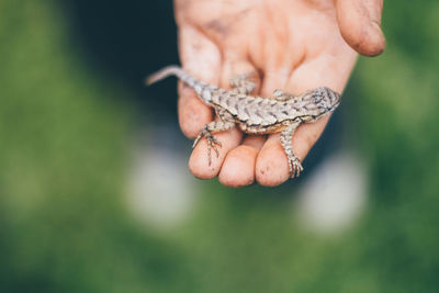 Cropped image of kid holding lizard