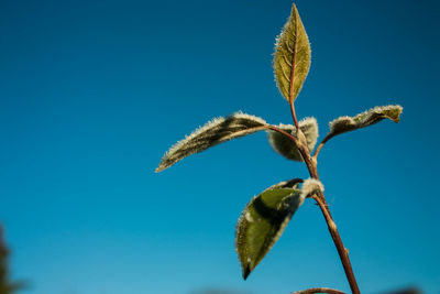 Low angle view of plant against clear blue sky