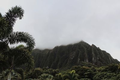 Low angle view of palm trees against sky