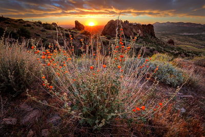 Plants growing on field at sunset