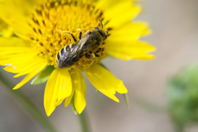 Close-up of bee on yellow flower