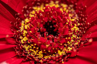 Close-up of red flowering plant