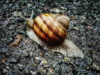 Close-up of snail