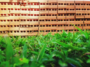 Plants growing in front of building