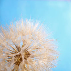 Close-up of dandelion