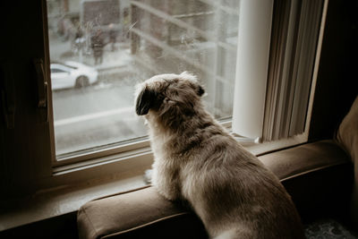 Dog looking through window at home