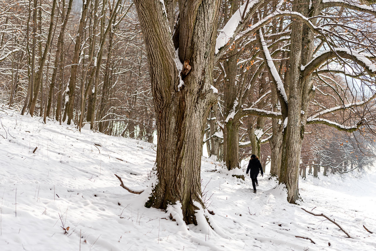 tree, winter, snow, cold temperature, plant, nature, land, forest, environment, beauty in nature, tree trunk, trunk, bare tree, scenics - nature, landscape, non-urban scene, day, branch, leisure activity, white, tranquility, deep snow, covering, outdoors, tranquil scene, walking, woodland, one person, lifestyles, full length, frozen, field, footwear, freezing